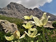 49 Pulsatilla alpina sulphurea (Pulsatilla alpina sulfurea) con vista in Arera